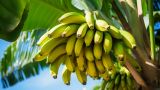 Эквадор увеличит экспорт бананов в Китай