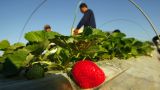 Al Monitor: Россия начинает покупать клубнику из сектора Газа