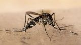 Берлину грозит распространение опасных тигровых комаров