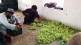 По 400 тонн в день: афганский виноград пошел в Пакистан