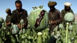 Западные СМИ: В Афганистане сократились посевы опийного мака