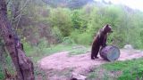 В Румынии решили сократить вдвое квоту на отстрел бурых медведей