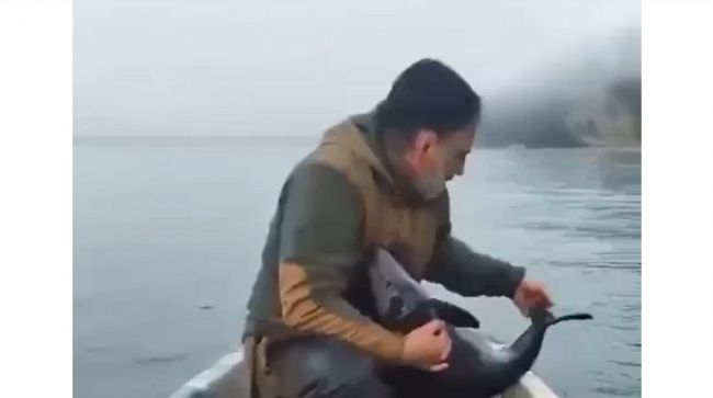 Рыбаки освободили дельфиненка, попавшего в сети у берегов Абхазии — видео