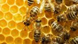 Пьяных пчел не бывает — ученый о предупреждении подмосковных чиновников
