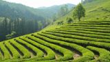 Чайные плантации в Сочи изъяли окончательно — их передадут государству