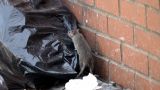 В Сомали такого нет: Крысы и кучи гниющего мусора заполонили улицы Бирмингема — DM