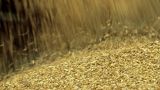 Россия будет поставлять пшеницу в Венесуэлу