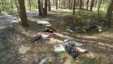 В Новгородской области в лесополосе нашли тело младенца