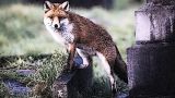 На Донбассе дикие животные из-за войны перебираются ближе к людям — ДНР