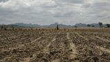 В Зимбабве объявлен режим бедствия в связи с засухой в стране