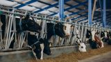 Дания будет брать с одной коровы по 100 евро в год за пускаемые ею газы