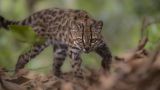 Впервые за сто лет на Земле открыли новый вид кошек. Фото