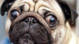 Конец моде на экстремальные черты — в Великобритании изменят морды мопсов и бульдогов