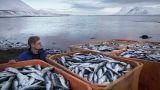 Прибыль рыбного промысла России в первом полугодии снизилась в три раза