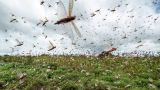 Нашествие саранчи в Киргизии: полчища насекомых атаковали 55 тысяч гектаров полей