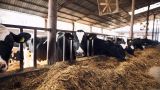 "Europe is jealous of us" — a farm for 430 cows with robot milkers was opened in the village