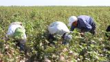 Узбекистан собирается попросить США снять бойкот на узбекский текстиль