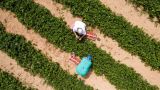 На полях Великобритании сгнил урожай на $ 73 млн — Bloomberg