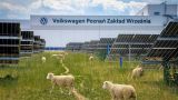 Volkswagen нанял 100 овец: зеленый энергопереход, однако