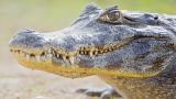 У крокодила в зоопарке Коста-Рики впервые произошло «девственное размножение»