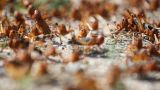 Kazakhstan has been subjected to a large-scale invasion