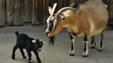 В американской Одессе был подан иск в суд из-за отцовства породистого козла
