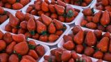Россияне вынуждены покупать первую клубнику на 20% дороже из-за заморозков