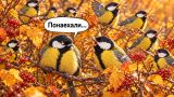 Орнитолог: у птиц, как и у людей, существуют местные диалекты