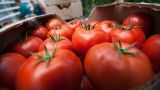 Азербайджанские помидоры впустят в Россию