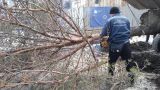 Ураган в Москве убил молодого мужчину. Видео