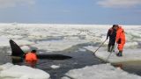 «Вилли спасен»: зажатых льдами у берегов Сахалина косаток вызволили из плена