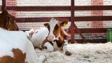 Дания будет брать с одной коровы по 100 евро в год за пускаемые ею газы