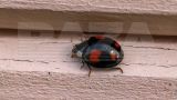 В центральных и южных регионах России началось нашествие хищных божьих коровок — Baza