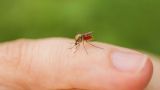 Жителей России предупредили о смертельно опасных комарах