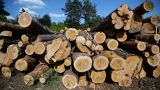 Кто уже успел заработать на запрете экспорта российского леса в Европу