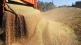 Вице-премьер: В России соберут второй по объемам в истории урожай зерна