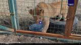 Спасенных от частника в Дагестане львят хотят принять в Белоруссии