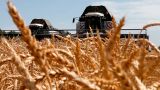 Россия рассчитывает на рекордный урожай зерновых