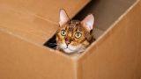 Что у них в головах? Житель Вены отправил кошку в Германию по почте