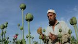 Мьянма стала крупнейшим производителем опиума в мире, отобрав лидерство у Афганистана