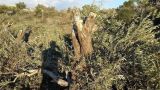 Сирийская оппозиция вырубила 820 оливковых деревьев