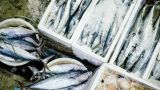 Впервые за пять лет в России выросло потребление рыбы