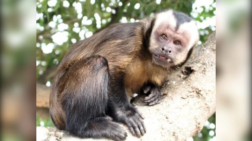 In Russia, a domestic monkey killed an elderly woman