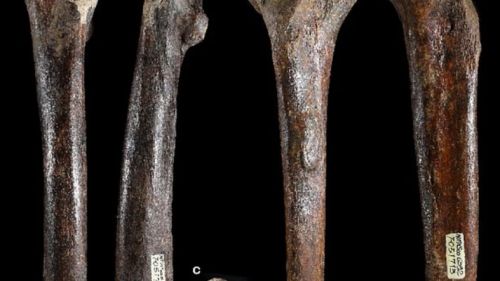 Found evidence of the existence of biblical people-giants — Daily Mail