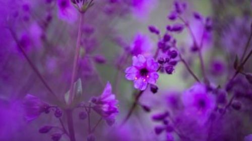 Explosion of life: The harshest desert on earth, the Atacama, was suddenly covered with flowers