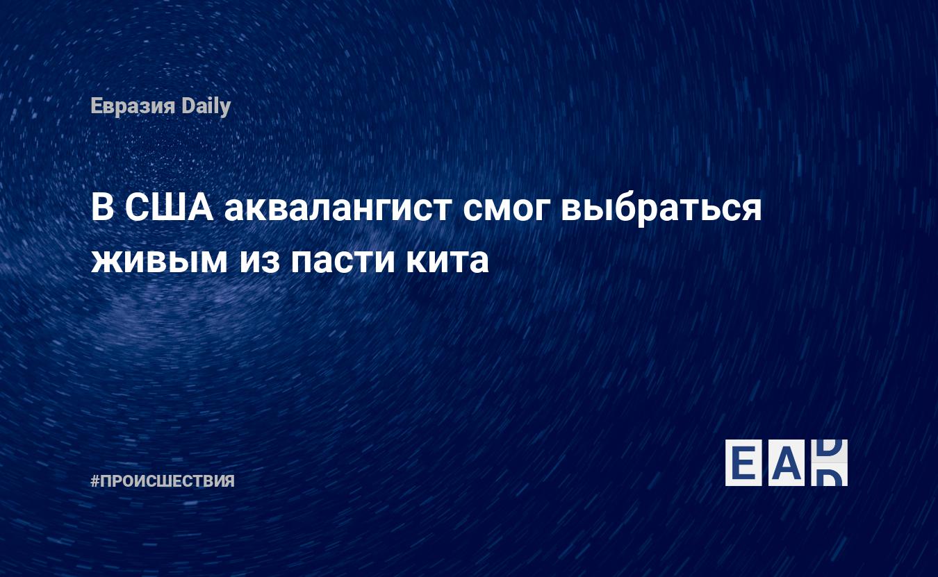 Аквалангист в сша выжил после того как его проглотил кит