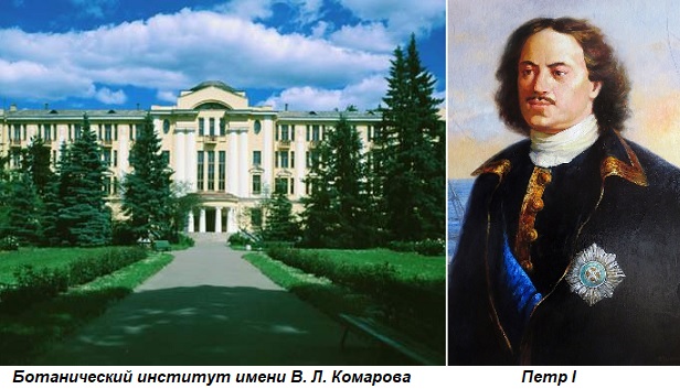 ботанический сад петра великого история. Смотреть фото ботанический сад петра великого история. Смотреть картинку ботанический сад петра великого история. Картинка про ботанический сад петра великого история. Фото ботанический сад петра великого история